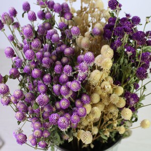 千日红天然干花  花束搭配客厅装饰花材 昆明花都直销