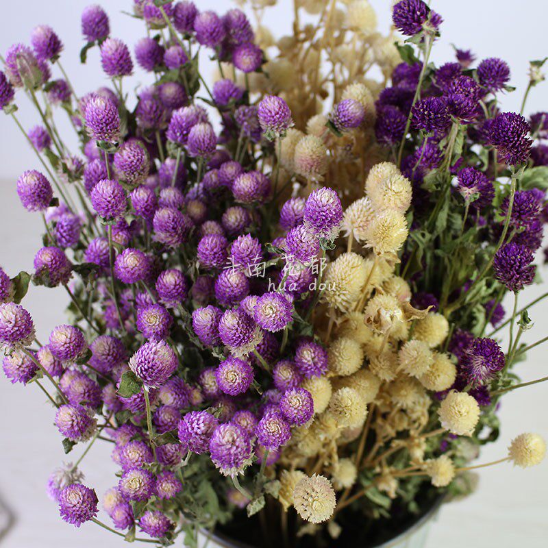 千日红天然干花  花束搭配客厅装饰花材 昆明花都直销