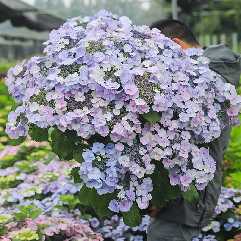 海蒂的花园 姬小町大花绣球丰花易爆盆阳台庭院栽种盆栽花卉植物