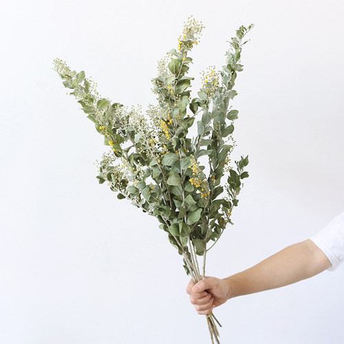 天然绿植真花干燥花金合欢黄莺绿灵草自然风干家居客厅插花装饰摆
