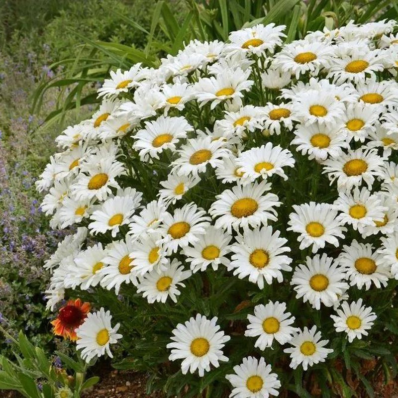大滨菊盆栽苔米的花园多年生耐寒花镜宿根花卉花量大长势快花期长