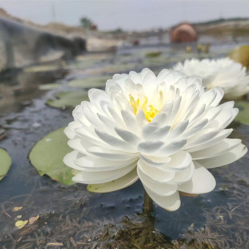 进口稀有精品耐寒白色香睡莲瑞雪庭院别墅花园盆栽水生植物