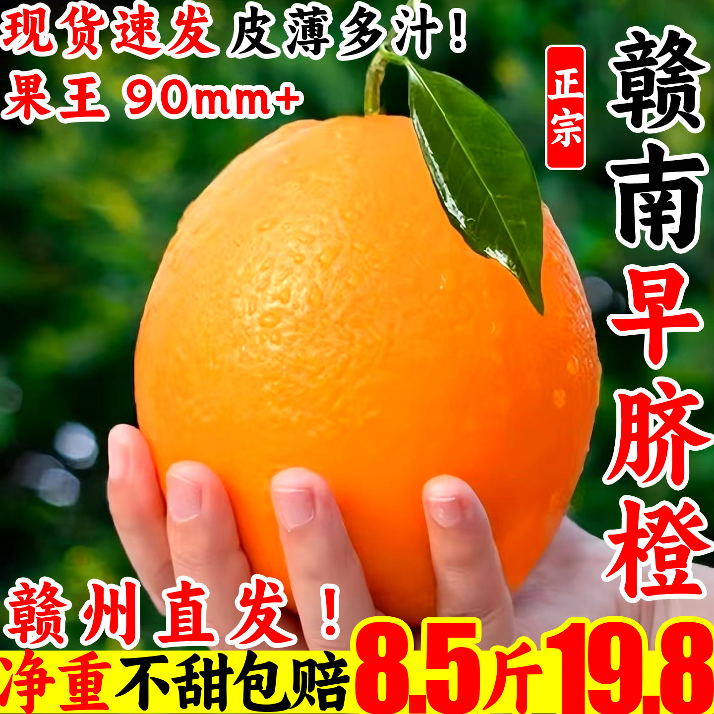 江西赣南高山脐橙现摘现发