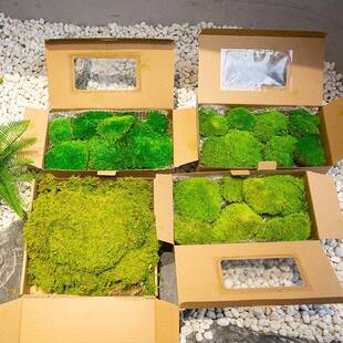 青景苔假苔藓造室内微观造草坪植墙植物墙面绿苔藓块人化绿装饰苔
