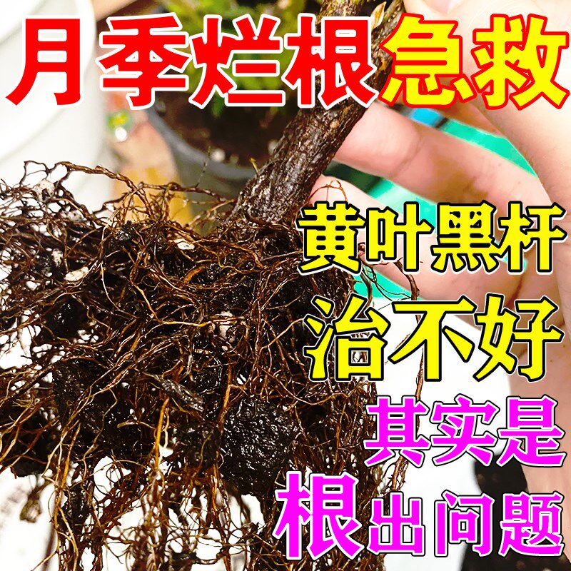 月季枯枝黑杆病专用药月季闷烂根黄枯叶杀菌剂月季花病虫害常用药