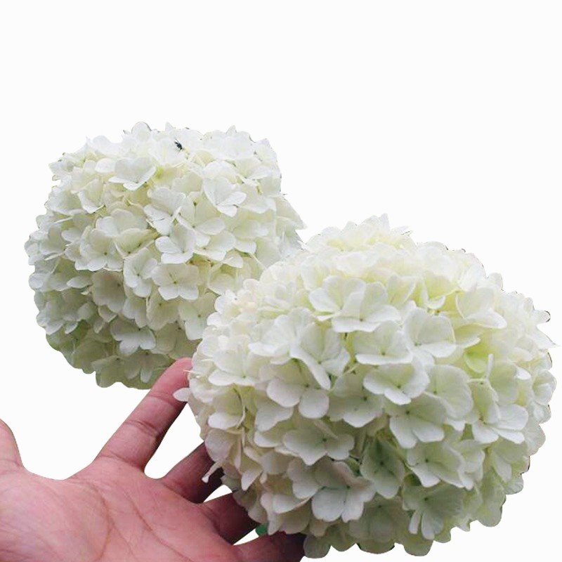 中华木本绣球树苗大花斗球白麻球苗庭院别墅耐寒盆栽风景树绣球花