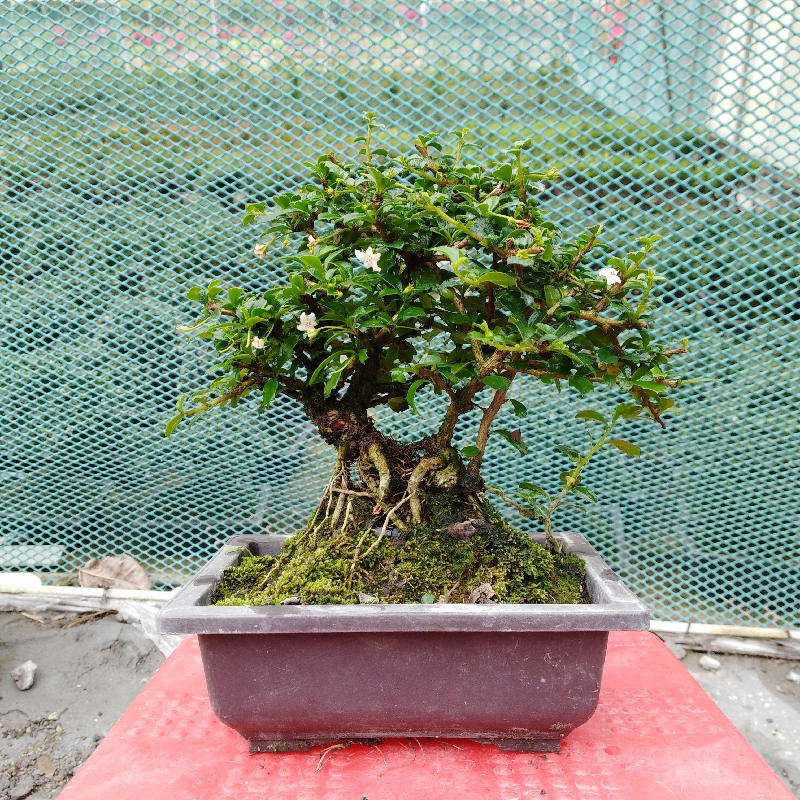 掌上绿植盆栽桌面老树桩阳台观叶开花挂果提根净化空气福建茶盆景