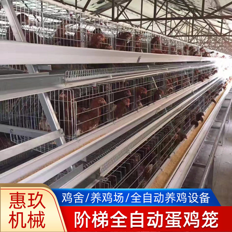全自动A型阶梯蛋鸡笼子养殖场鸡舍用热镀锌自动喂料机捡蛋机鸡用