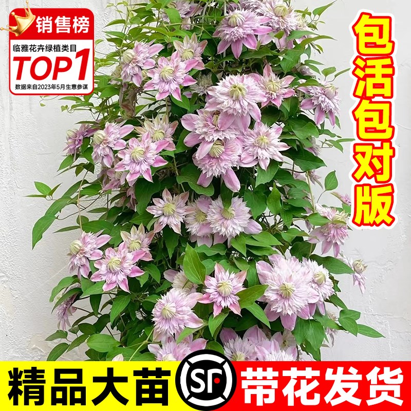 铁线莲大苗带花苞爬藤植物约瑟芬魔法喷泉苗花卉四季阳台庭院盆栽