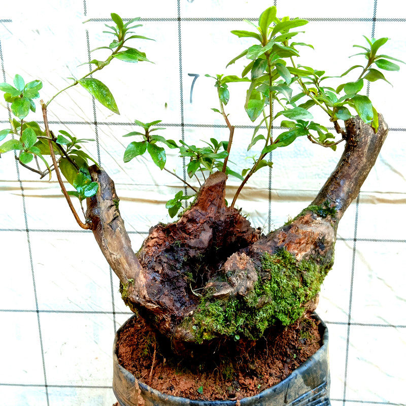 下单四季杜鹃花映山红老熟桩室内提根盆景树苗木造型栽植一物一拍