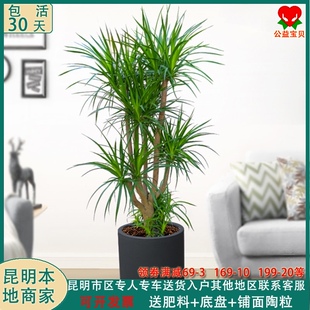 大型绿植龙须树多头龙血树铁树室内客厅盆栽绿植物办公室观叶盆景