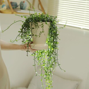 风不动小叶垂摆悬挂型植物室内桌面盆栽四季常绿植藤蔓小众盆景
