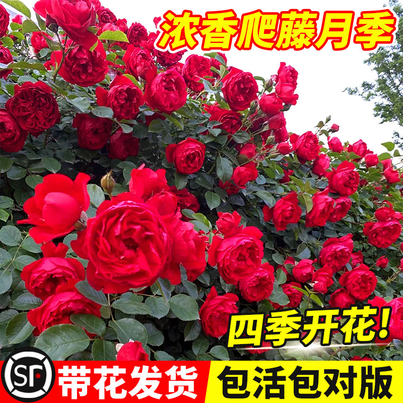 佛罗伦蒂娜1米5大苗蔷薇花藤本月季特大花庭院浓香爬藤植物四季,鲜花速递/花卉仿真/绿植园艺,月季/蔷薇/玫瑰,淘宝优惠券,粉丝福利购,淘宝优惠卷