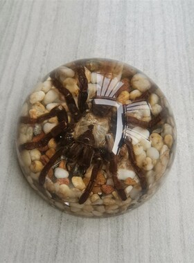 人工琥珀摆件 昆虫标本 蜘蛛 蜈蚣 蝎子 蝴蝶创意礼品 家居台饰