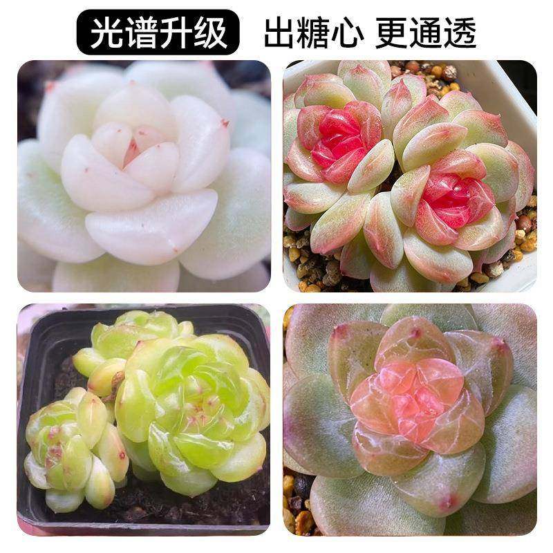 植物灯生长灯光谱T仿太阳透室内家用花卉绿植全18镜款多肉JLB补光,家装灯饰光源,植物生长灯,淘宝优惠券,粉丝福利购,淘宝优惠卷