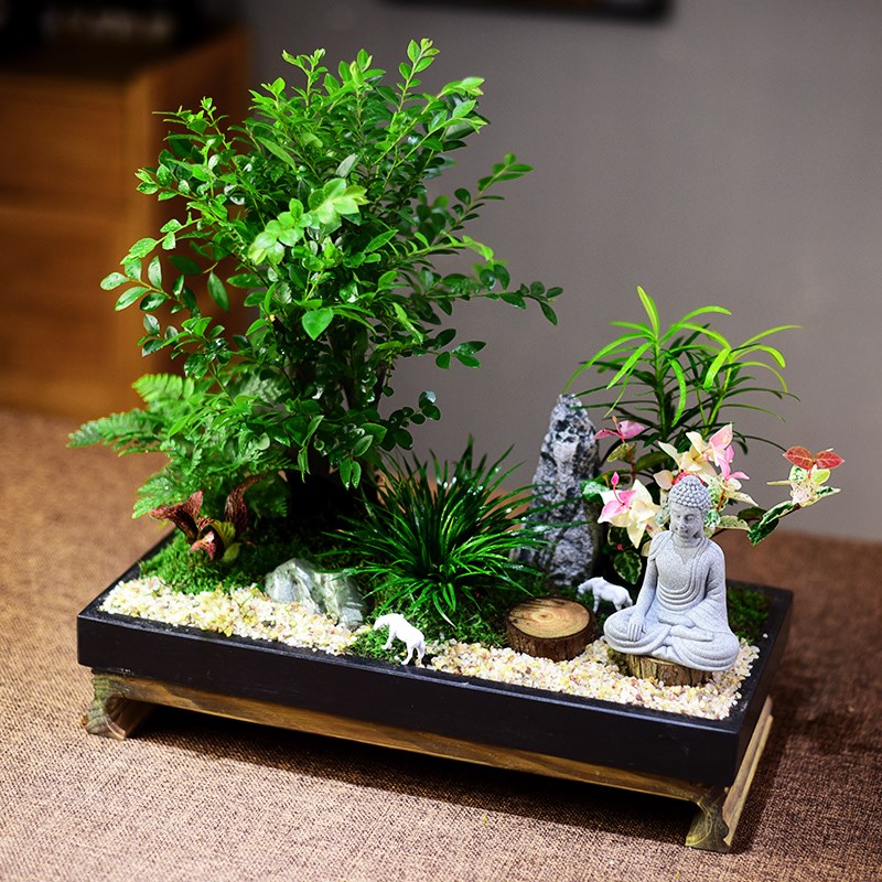 小叶紫檀紫檀盆景室内绿植黑骨茶盆栽微景观植物办公茶室摆件礼品