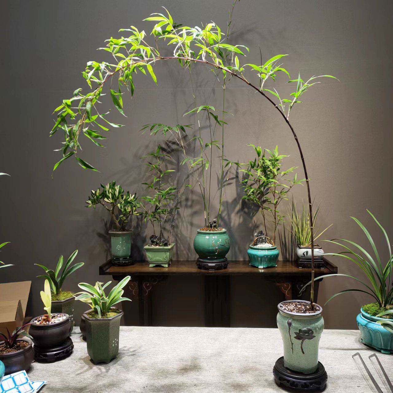 紫竹室内盆栽飘LaS5PeGJ支植紫寒竹盆景庭院桌面绿微苗观竹子赏竹