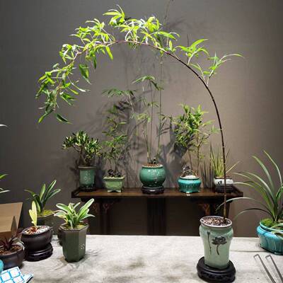 紫竹室内盆栽飘LaS5PeGJ支植紫寒竹盆景庭院桌面绿微苗观竹子赏竹