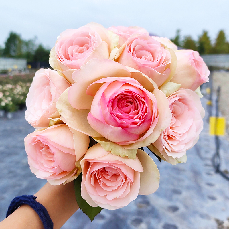 惠惠的花园灌木月季蒙娜丽莎浓香四季粉包子庭院阳台盆栽玫瑰