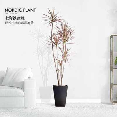 千年木盆栽红叶老桩龙须树三色铁马尾铁植物室内外大型绿植七彩铁