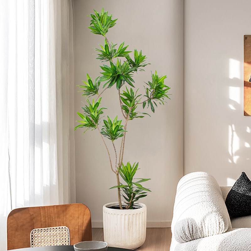 金心百合竹盆栽造型室内客厅大型绿植净化空气办公室好养落地植物