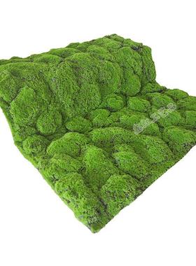 仿真苔绿色草墙皮假青苔造景藓草坪植包物微景观绿植人XH-XK02造