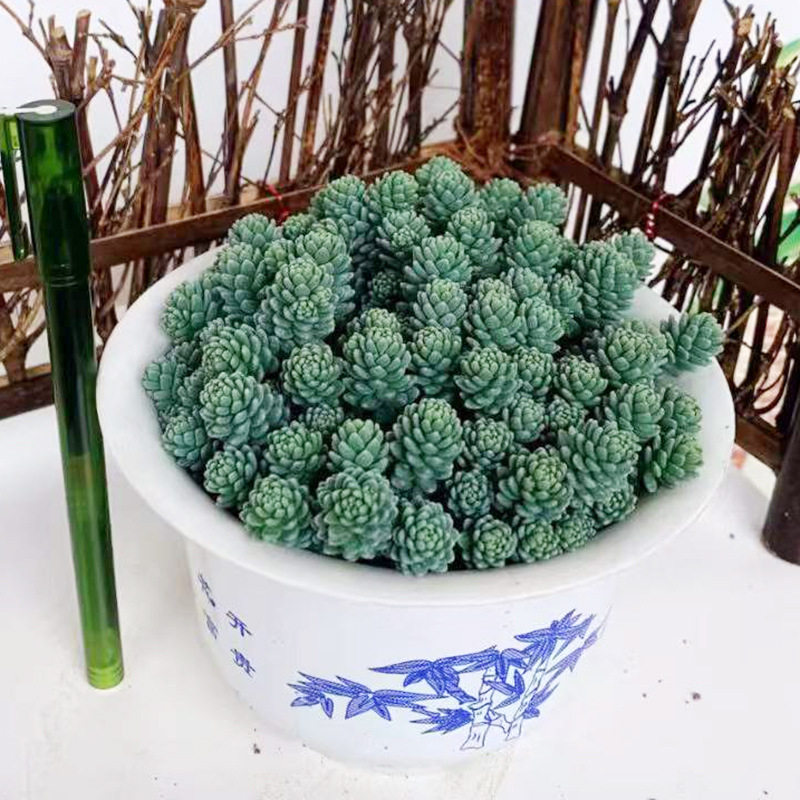 基地直销观叶植物花卉盆栽 居家花卉绿植多肉 旋叶姬星美人