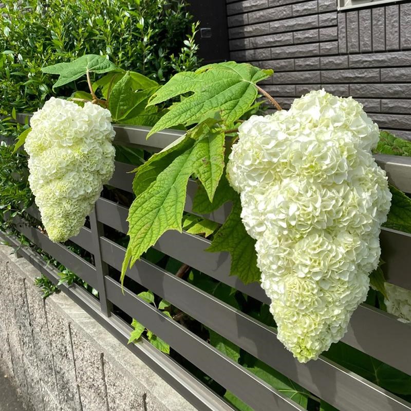 栎叶绣球和声花球硕大颜值超高圆锥绣球中华木绣球观赏期长