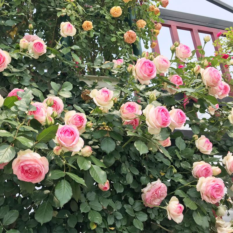 蔷薇花苗藤本欧洲月季庭院爬藤植物花卉盆栽阳台玫瑰爬墙四季开花