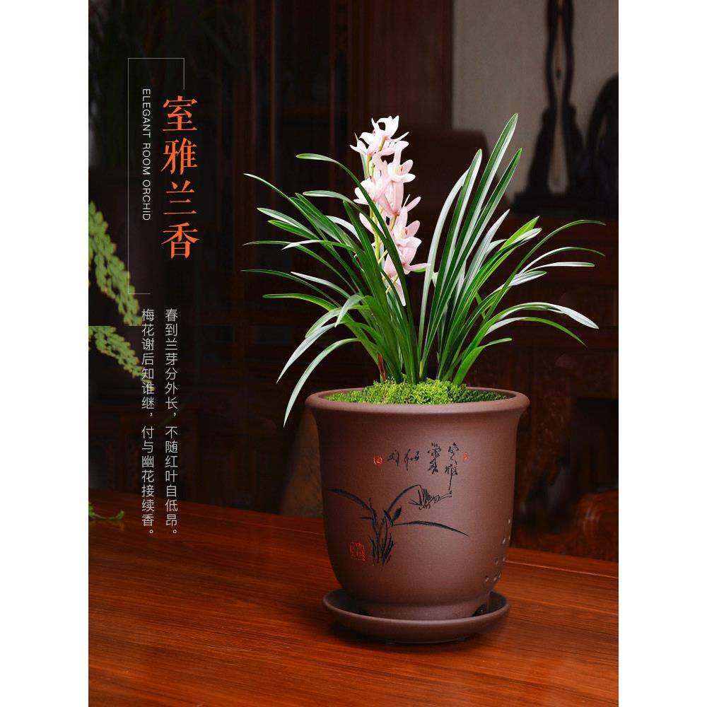 紫砂兰花盆宜兴中式简约盆栽室内兰盆陶艺花盆托盘Clivia