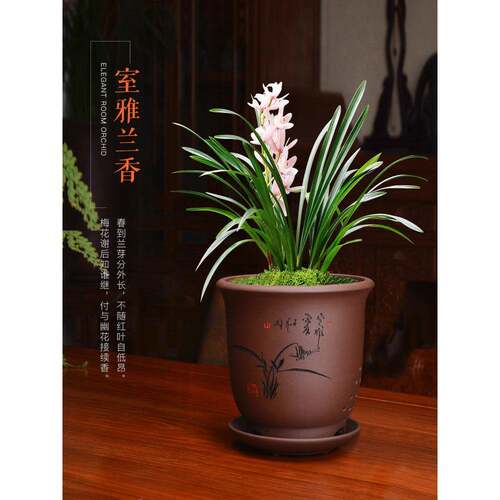 紫砂兰花盆宜兴中式简约盆栽室内兰盆陶艺花盆托盘Clivia