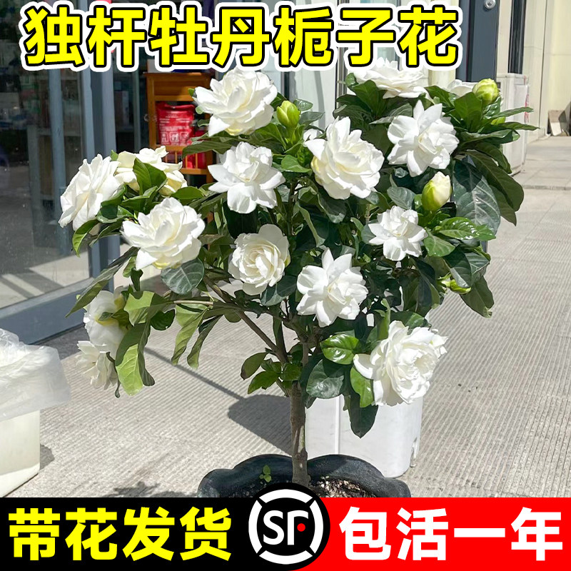 牡丹栀子花盆栽棒棒糖独杆树苗带花苞栀栀花桅子花四季开花卉植物