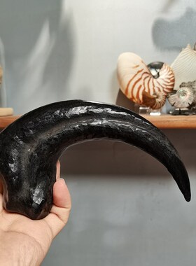 伶盗龙 迅猛龙爪化石标本相框科普摆件 古生物科普 新奇创意礼品