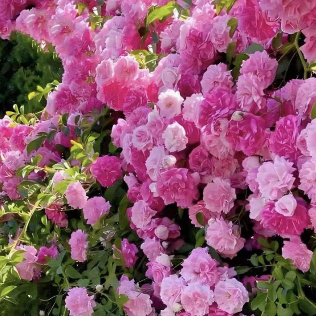 缠枝牡丹花根带芽种根花苗耐寒热多年生阳台宿根粉色春化芽尖xy