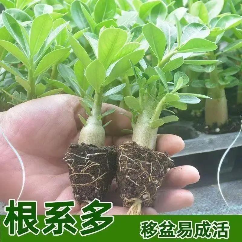 【下单立减50】沙漠玫瑰懒人花卉庭院阳台露台绿植耐旱好养绿植WZ
