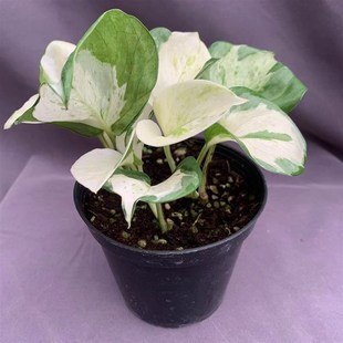 快乐叶子绿萝12厘米一盆