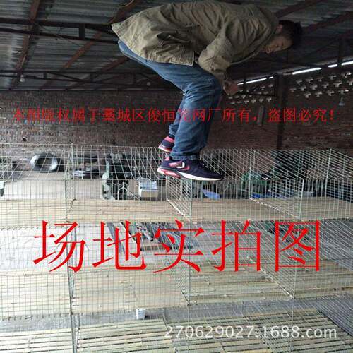 本厂可以来作养殖笼具图鸡NCI鸽笼笼制兔笼