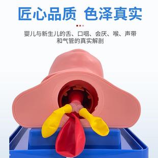 全功能新生儿气管插管训练模型婴儿急救护理模拟人有会厌声带