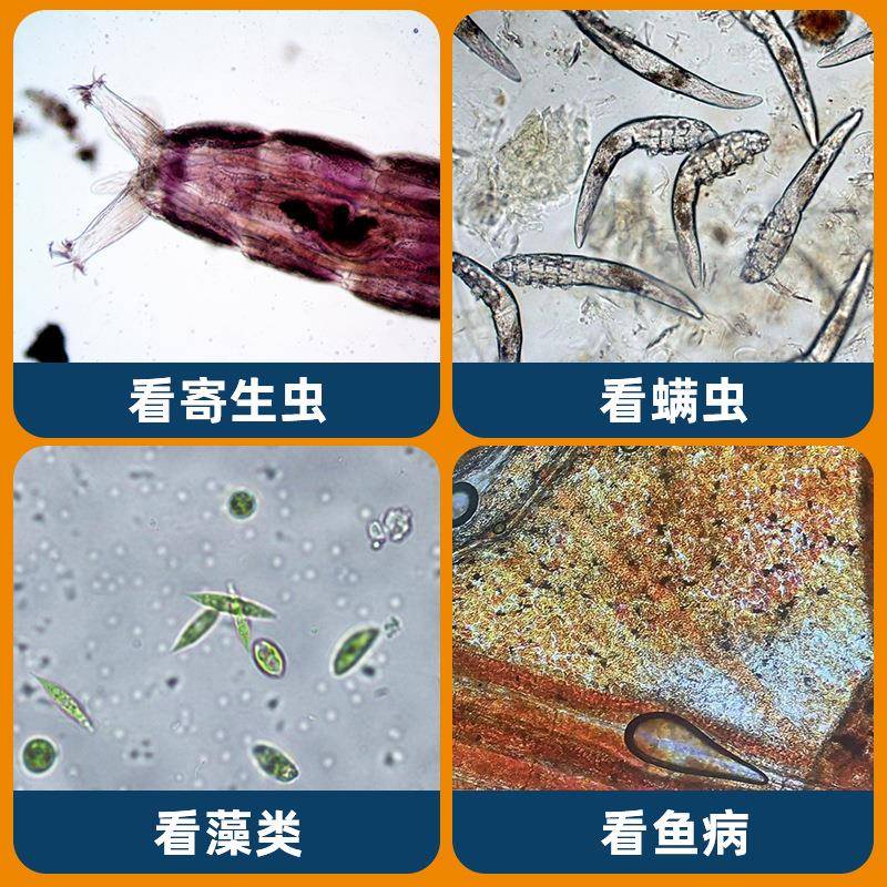 科研级高清高倍专业显微镜水质水产观察养殖畜牧鱼病精子检测