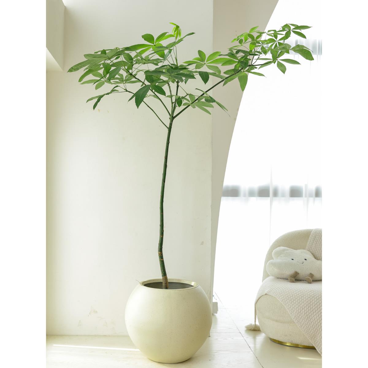 内原生发财盆栽室植物厅办公室八方来财玄关客造树景绿植大型19旺