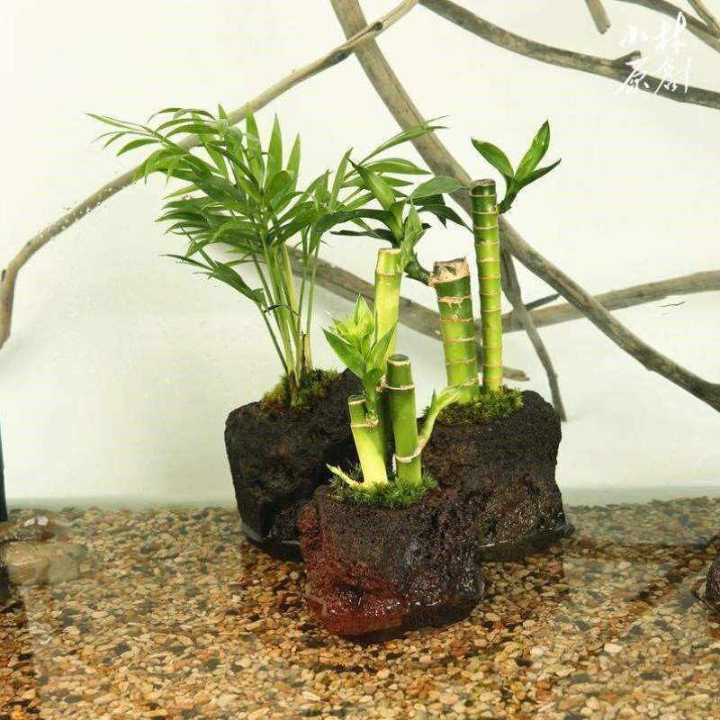 装饰造景植物养龟乌龟沼泽水陆岩植穴缸水培孔富贵竹水培火山石