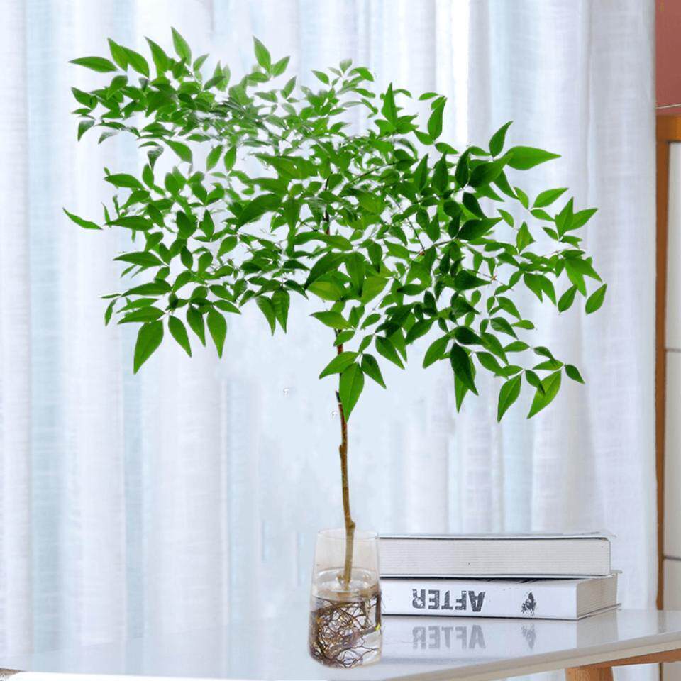 南天竹水养带根树苗盆栽卧室内好活客厅无土培纯水培植物和鱼共养