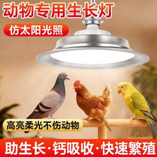 鹦鹉专用太阳灯全光谱uvb补钙灯鸟类宠物禽畜养殖场专用led生长灯