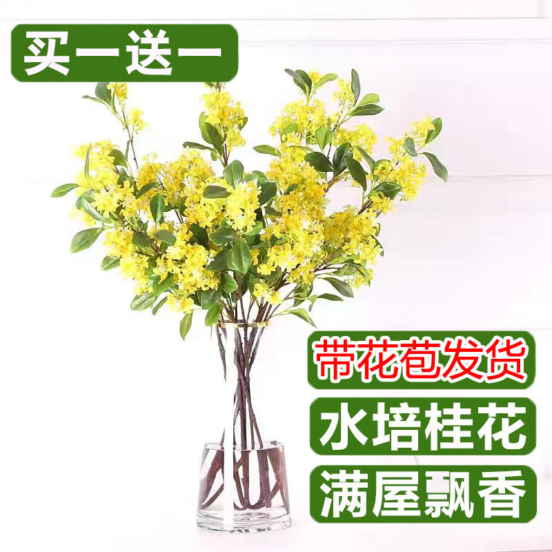 水培桂花带花苞四季开花树苗鲜切花盆栽浓香型花卉室内好养绿植