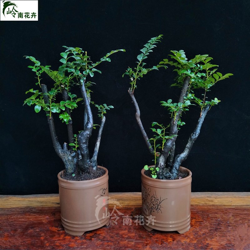 正宗小叶紫檀盆景黑骨茶紫檀树桩办公室内办公桌阳台盆栽花卉绿植