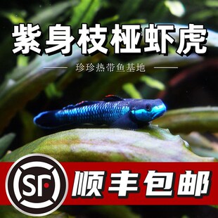 紫身枝桠虾虎原生虾虎鱼除藻电光清洁鱼缸冷水饲养淡水小型鱼