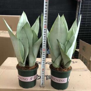 家卉居植物花盆栽虎皮兰植盆白玉兰物栽加仑白玉兰