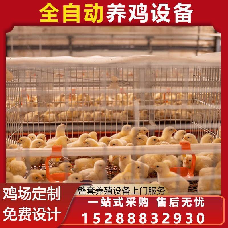 肉鸡笼大型鸡笼育雏笼养鸡笼具蛋鸡养殖设备鸡舍全自动化设备