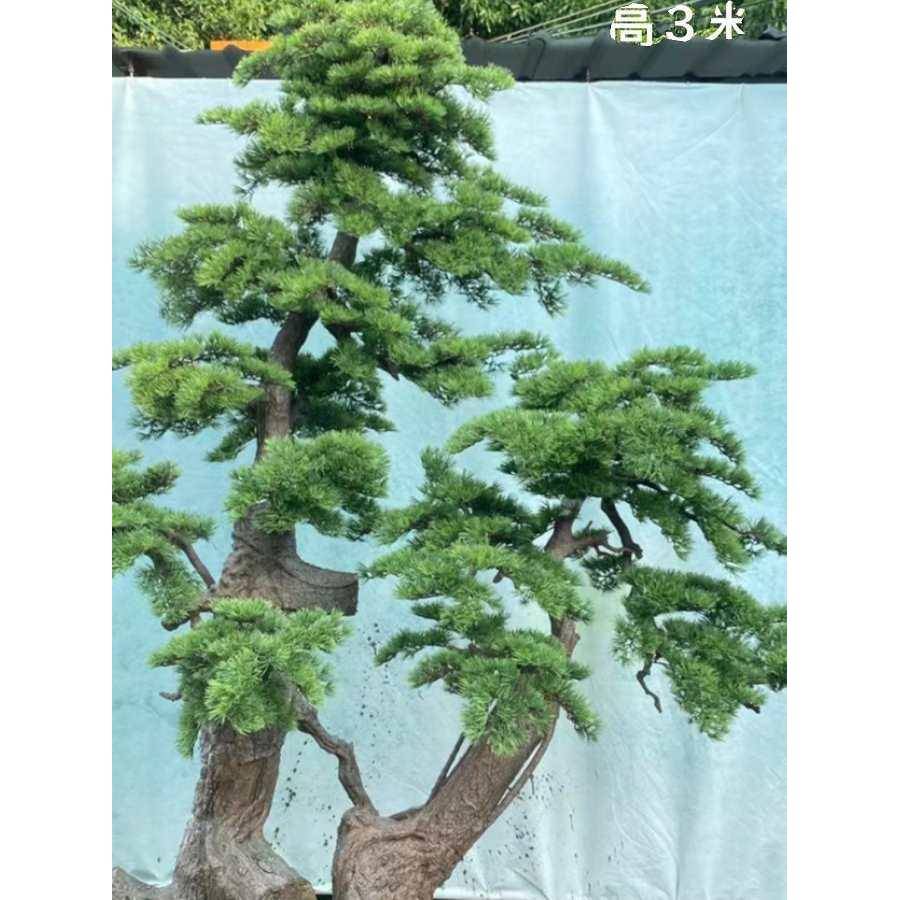 10083151迎客室松内橱造景绿植假树楼梯树窗餐厅大型假树落地摆件