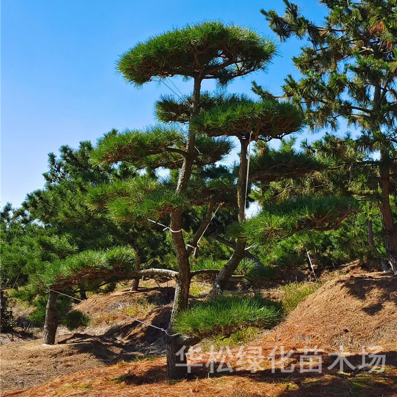 室外大型黑松造型树四季常青
